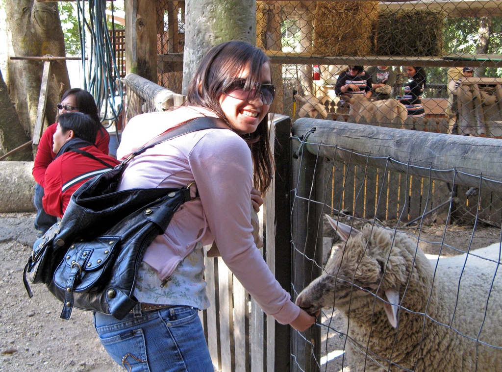 Connie Feeding Sheep
